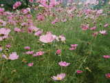 Buy Wildflowers Above the Village of Namche at AllPosters.com
