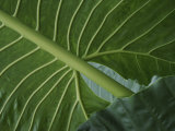 Close View of the Underside of Rain Forest Foliage