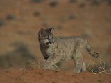 A Young Mountain Lion Walks in a Desert