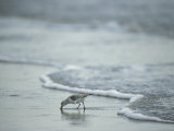 Sandpiper Foraging in the Surf