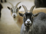 A Pair of Domestic Goats, Capra Hircus Hircus