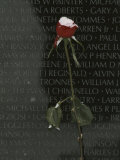A Snow Dusted Rose Speaks of Lasting Love at a War Memorial