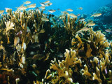 Buy Coral Reef with Sea Life, Pacific Ocean at AllPosters.com