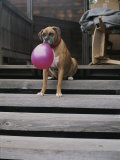 A Tough Looking Bulldog Delicately Holds a Balloon in Morro Bay