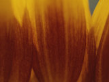 A Close View of the Petals of a Sunflower