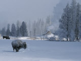 Snow Dusted American Bison Forage Near a Steaming Geyser