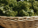 Buy Fresh Lettuce in a Basket at the Dupont Circle Farmers Market at AllPosters.com