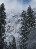 Scenic of Snow-Covered Mountains and Fir Trees