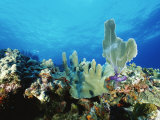 Buy Underwater View of a Reef in the British Virgin Islands at AllPosters.com