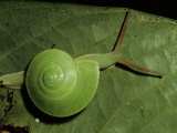 A Close View of a Green Snail on a Leaf