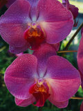A Close View of an Exquisite Phalaenopsis Orchid Photographic Print