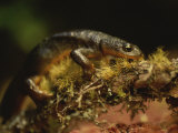 A Close View of a Rough-Skinned Newt in a Fresh Water Bog