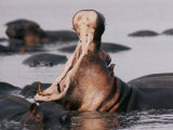 Yawning Hippopotamus