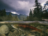 A Spawning Sockeye Salmon in a Shallow Channel