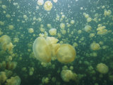 Buy Mastigias Species Jellyfish Fill Landlocked Jellyfish Lake in Palau at AllPosters.com