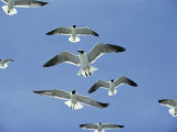 Buy Laughing Gulls Hover against a Blue Sky at AllPosters.com