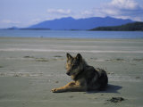 Gray Wolf on Beach