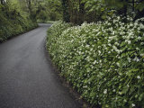 Buy Hedges Along a Road in South Cornwall at AllPosters.com