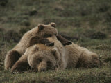 A Grizzly Mother and Her Cub Lounge Together in a Field