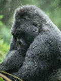 Profile of a Silverback Moutain Gorilla in the Rain