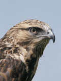 A Close View of the Head of a Rough-Legged Hawk, Buteo Lagopus