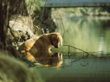 A Pet Dog Sits in the Shallow Water of a Creek