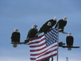 A Group of Northern American Bald Eagles Sit on a Trees Sparse Perches