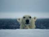 Buy A Wet Polar Bear Sticks His Head up Above the Ice at AllPosters.com