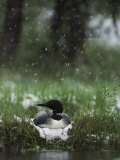 Snow Falls on a Loon Incubating its Nest