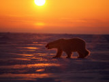 Buy A Polar Bear is Silhouetted against the Arctic Sunset at AllPosters.com