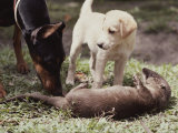 A Young South American River Otter is Investigated by Two Dogs