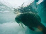 An Underwater View of an Atlantic Walrus