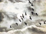 Geese in Flight