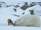 Buy A Red Fox, Vulpes Vulpes, Noses a Polar Bear, Ursus Maritimus at AllPosters.com