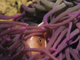 An Anemonefish Peeks out Through the Fingers of a Purple Sea Anemone