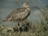 Close View of a Curlew