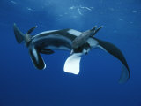 Two Remoras Hitch a Ride on the Head of a Manta Ray, Manta Birostris