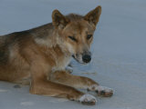 Buy A Dingo Rests on a Sandy Spot of Beach at AllPosters.com
