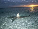 Buy Blacktip Shark Fins, Carcharhinus Limbatus, Slice the Waters Surface at AllPosters.com