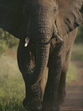 A Portrait of an African Elephant, Loxodonta Africana, Walking
