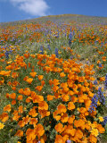 Buy California Poppies and Lupines Fill a Landscape with a Golden Glow at AllPosters.com
