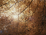 Buy Sun Peeks Through a Canopy of Yellow Autumn Leaves at AllPosters.com