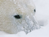 Buy A Close View of a Polar Bears Snow-Encrusted Face at AllPosters.com