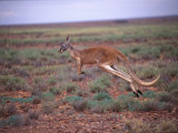 Buy A Red Kangaroo Bounds Across the New South Wales Countryside at AllPosters.com