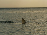 The Dorsal Fin of a Lemon Shark in the Waters off the Bahama Islands