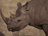 A Close View of the Head of a White Rhinoceros