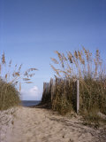 Sea Oats Line the Path to the Beach on the Outer Banks