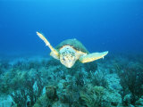 Buy An Endangered Loggerhead Turtle Swims Gracefully Along the Sea Floor at AllPosters.com