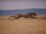 A Cheetah with Limbs Parallel to the Ground While in Full Sprint