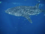 A Whale Shark in the Waters off Western Australia